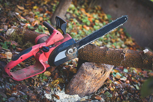 Best Stump Grinding and Removal  in USA